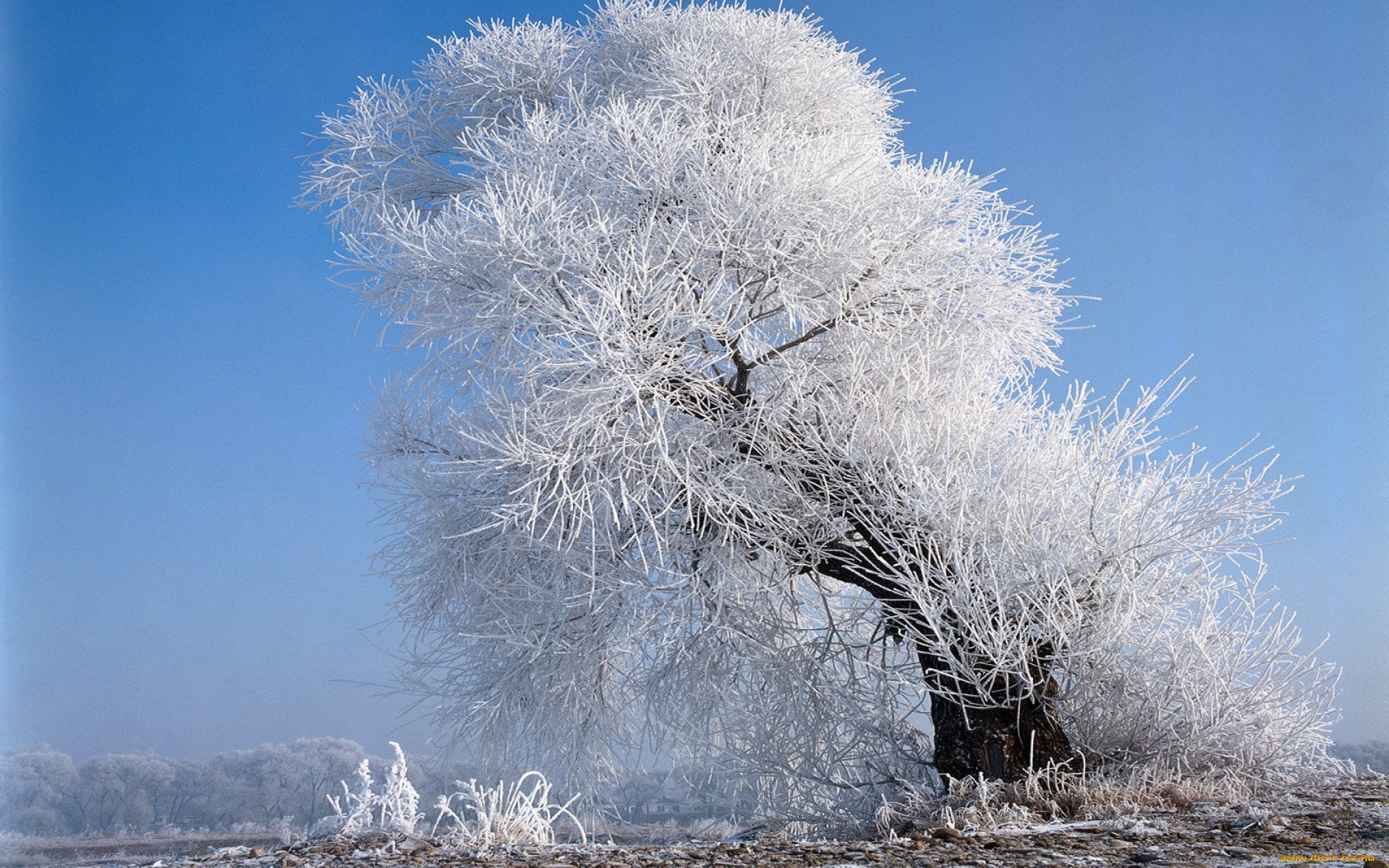 Снег один из самых лучших природных утеплителей. Зимнее дерево. Деревья в снегу. Заснеженные деревья. Иней на деревьях.